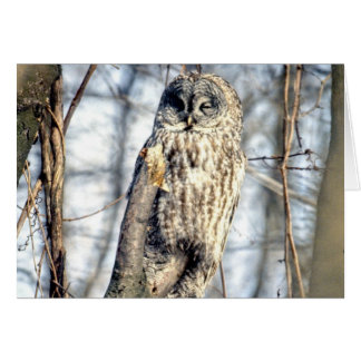 Great Grey Owl - Creamy Brown Watcher