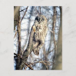 Great Grey Owl - Creamy Brown Watcher Postcard