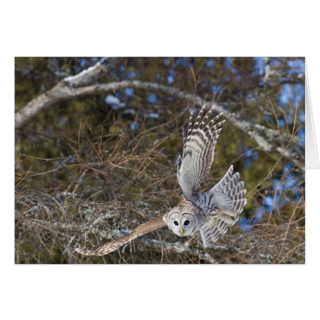 Great Grey Owl Flying (Front Horizontal)
