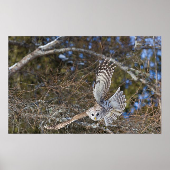 Great Grey Owl Flying Poster (Front)