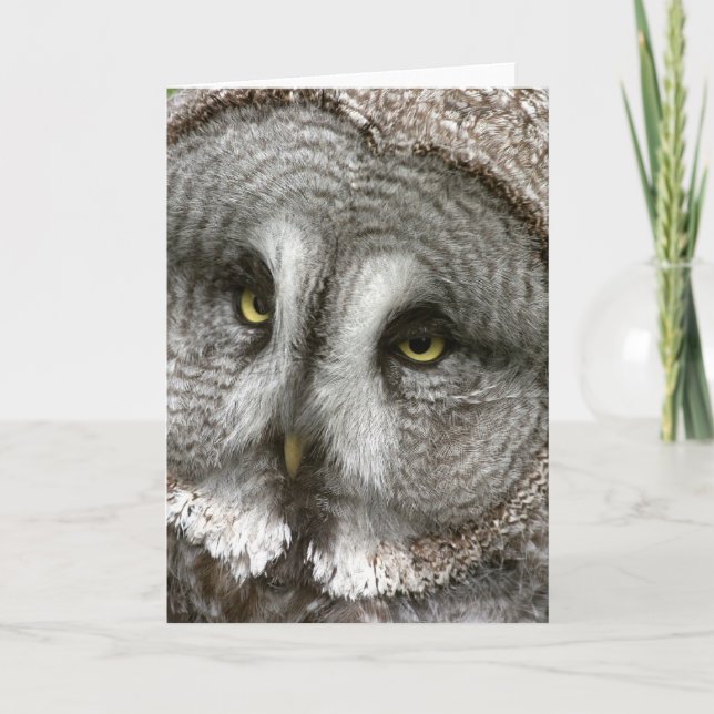 Great Grey Owl Greeting Card (Front)