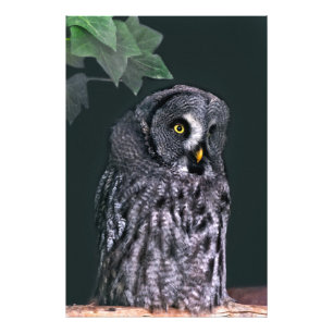 Great Grey Owl Halloween Wildlife Art Photo Print
