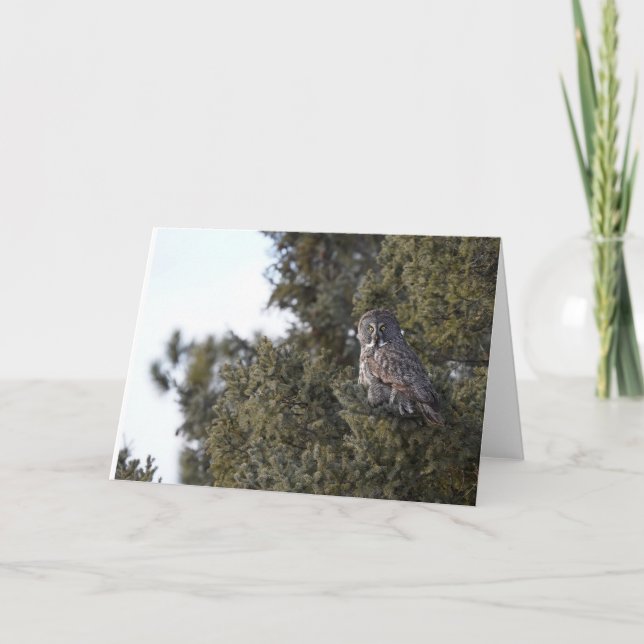 Great Grey Owl In A Pine Tree Blank Notecard (Front)