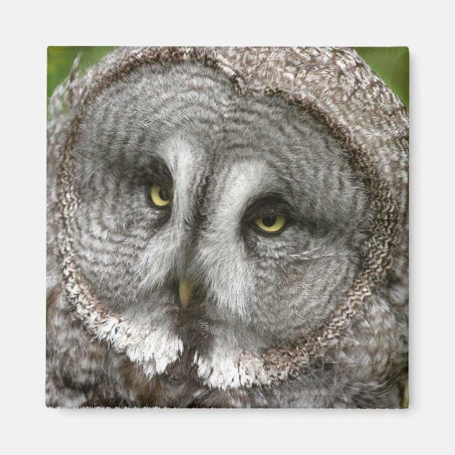 Great Grey Owl Magnet (Front)