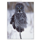 Great Grey Owl near Pine City MN,