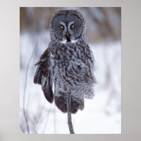 Great Grey Owl near Pine City MN,
