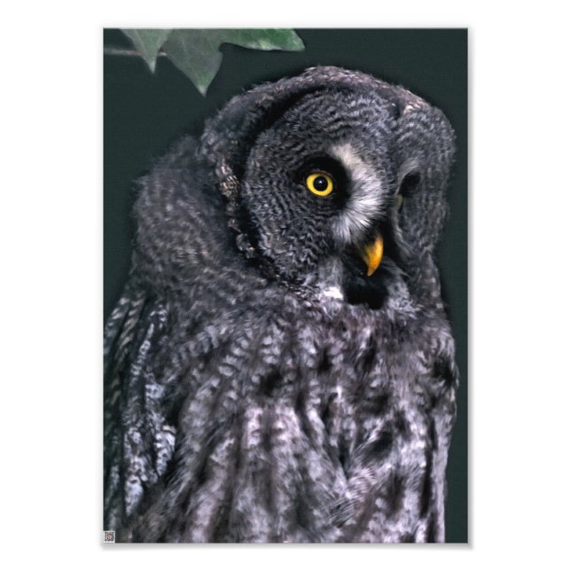 Great Grey Owl Photo Print (Front)