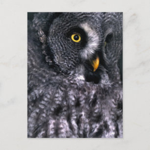 Great Grey Owl Postcard