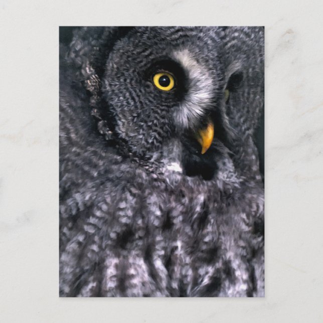 Great Grey Owl Postcard (Front)