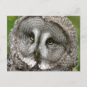 Great Grey Owl Postcard