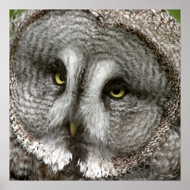 Great Grey Owl Poster (Front)