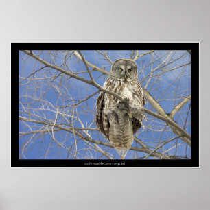 Great Grey Owl Poster