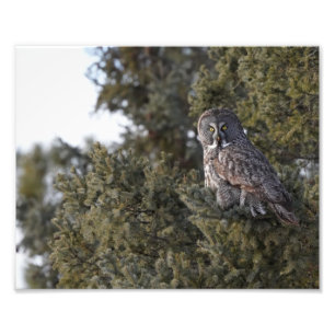 Great Grey Owl Sitting In A Pine Tree Photo Print
