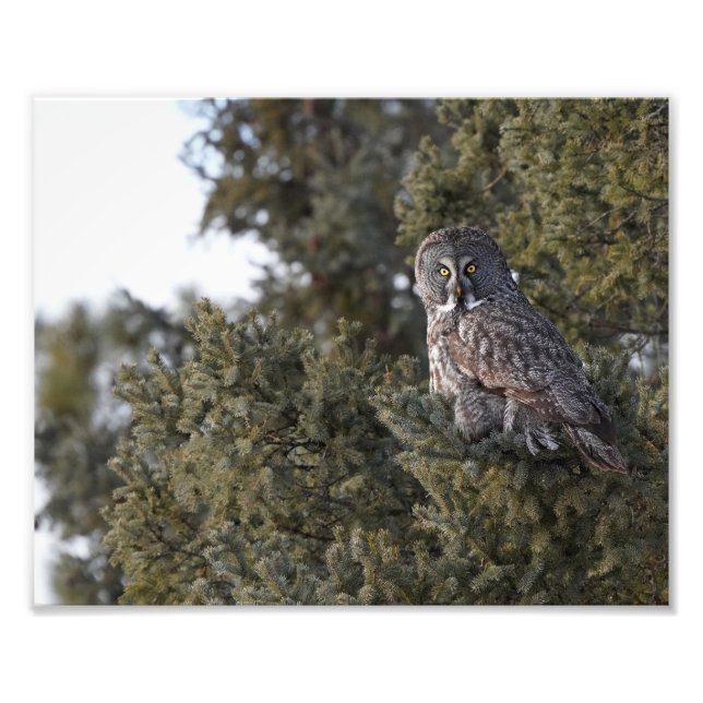 Great Grey Owl Sitting In A Pine Tree Photo Print (Front)