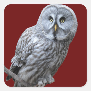 Great Grey Owl Square Sticker