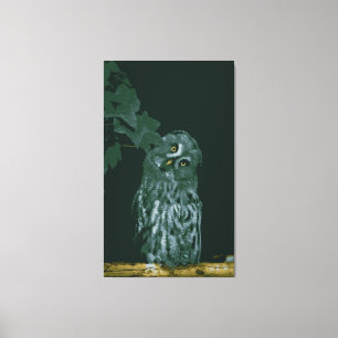 Great Grey Owl Stretched Canvas Print