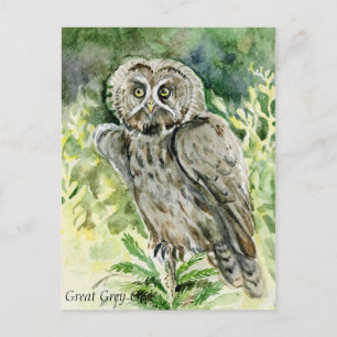 Great Grey Owl watercolor Postcard