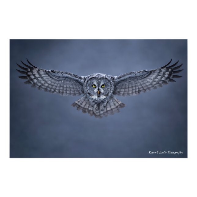 Great Grey Owl Wingspan Wildlife Art Print (Front)