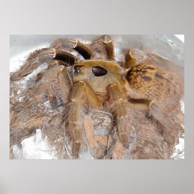 Great Horn Baboon Spider Poster (Front)