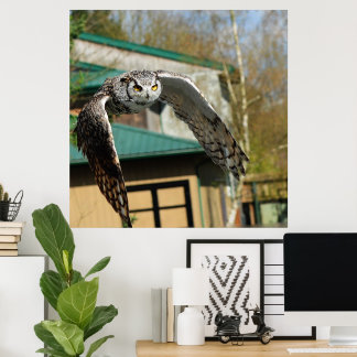 Great Horn Owl yellow eyes 2 Poster