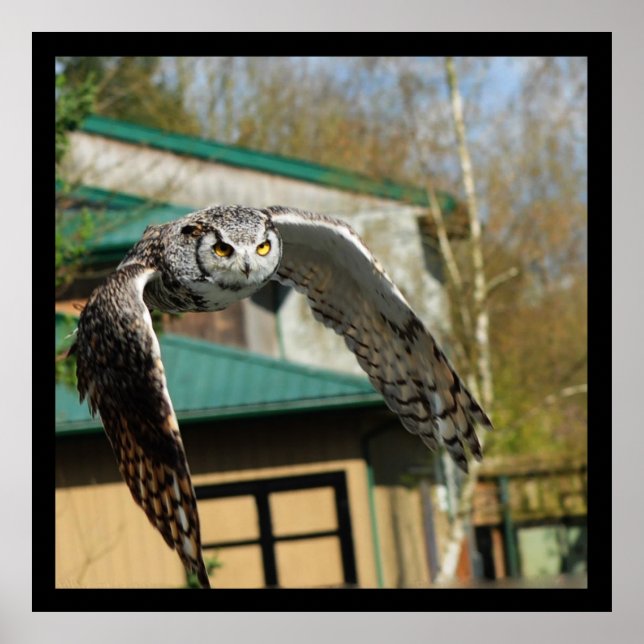 Great Horn Owl yellow eyes Poster (Front)
