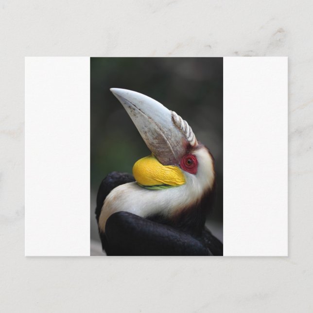 Great hornbill bird portrait postcard (Front)