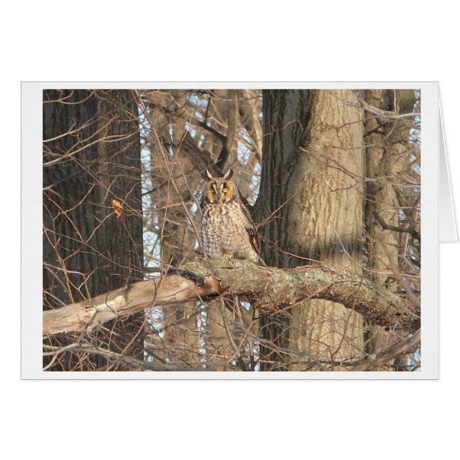 Great Horned Owl (Front Horizontal)