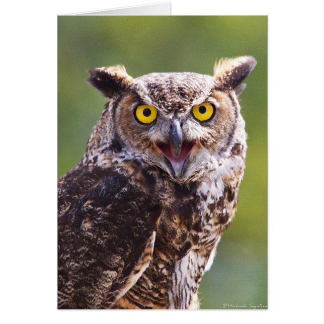 Great Horned Owl (Front)