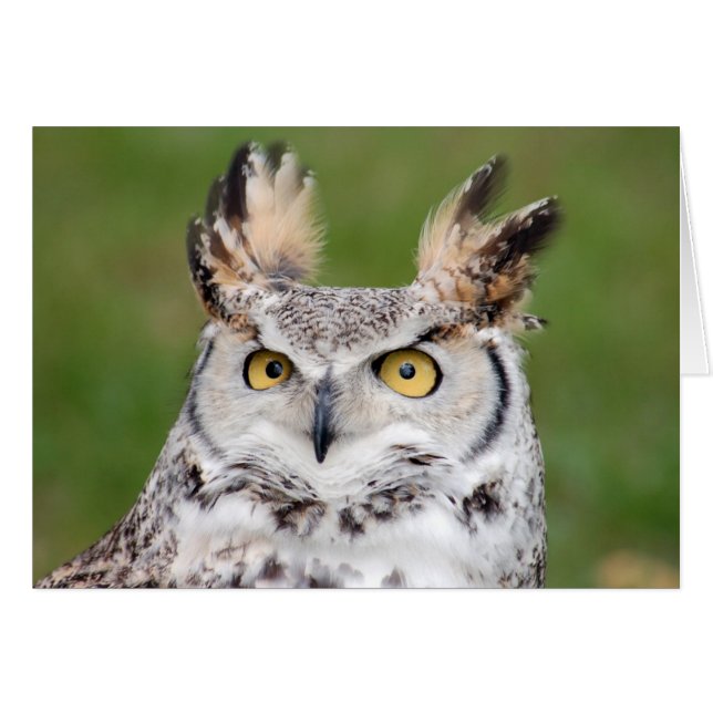 Great Horned Owl 2 Card (Front Horizontal)