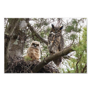 Great Horned Owl and Owlet Photo Print