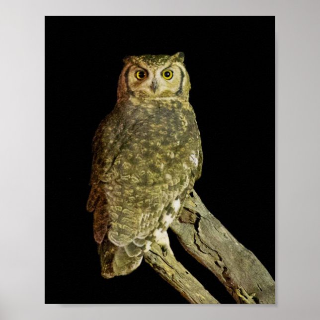 Great Horned Owl at Night Poster (Front)