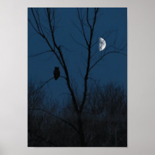 Great Horned Owl at Night Poster or Print