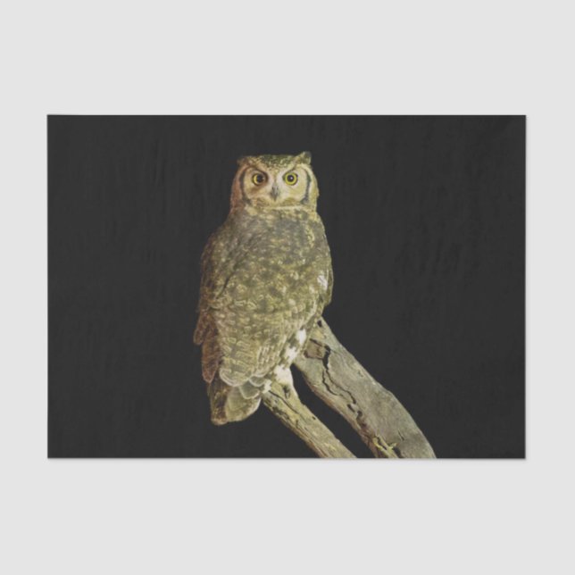 Great Horned Owl at Night Tissue Paper (Front)