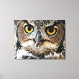 Great Horned Owl (Bubo virginianus) Canvas Print
