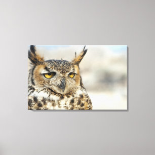 Great Horned Owl (Bubo virginianus), captive Canvas Print