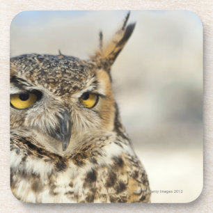 Great Horned Owl (Bubo virginianus), captive Coaster