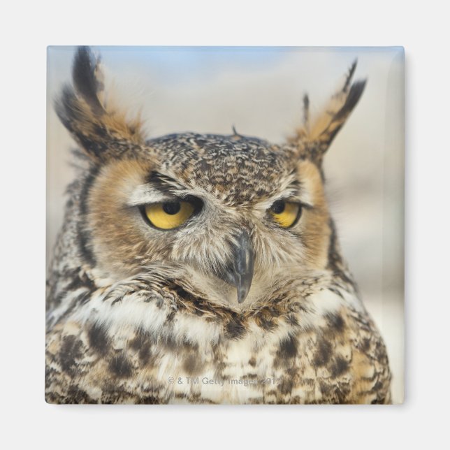 Great Horned Owl (Bubo virginianus), captive Magnet (Front)