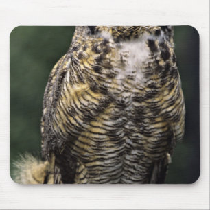 Great Horned Owl (Bubo virginianus), full body Mouse Pad