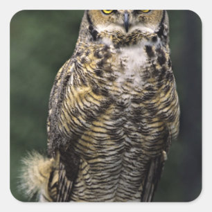 Great Horned Owl (Bubo virginianus), full body Square Sticker