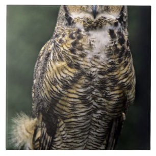Great Horned Owl (Bubo virginianus), full body Tile