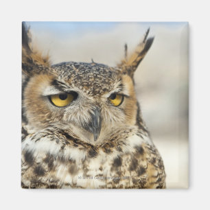 Great Horned Owl (Bubo virginianus) Magnet