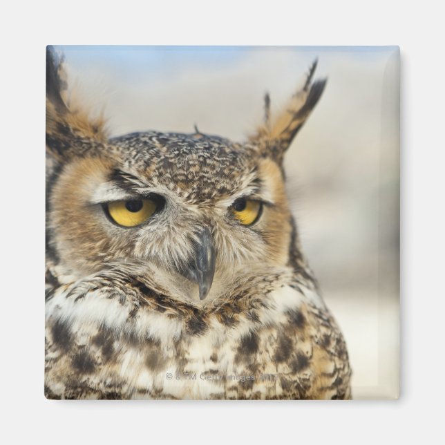 Great Horned Owl (Bubo virginianus) Magnet (Front)
