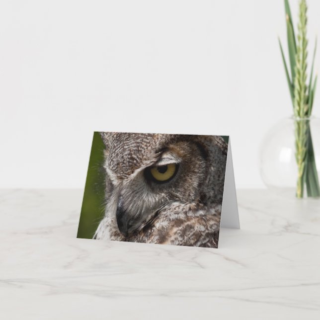 Great Horned Owl (Bubo virginianus) notecard (Front)