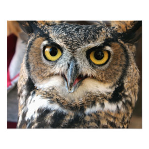 Great Horned Owl (Bubo virginianus) Photo Print