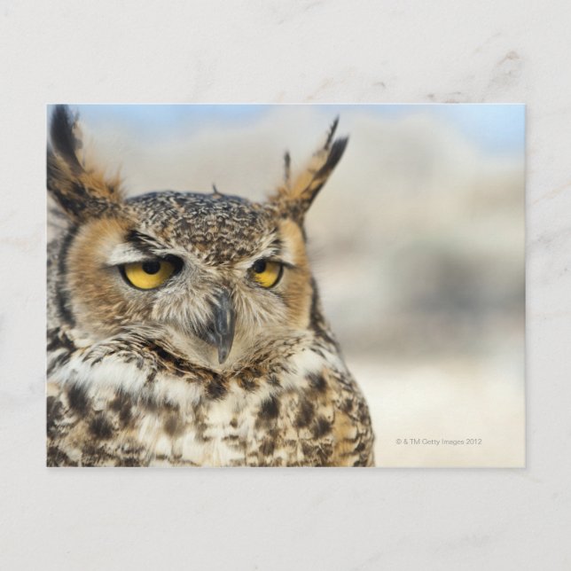 Great Horned Owl (Bubo virginianus) Postcard (Front)