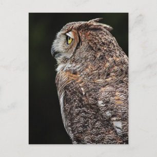 Great Horned Owl (Bubo virginianus) postcard