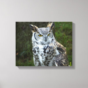 Great Horned Owl Canvas Print