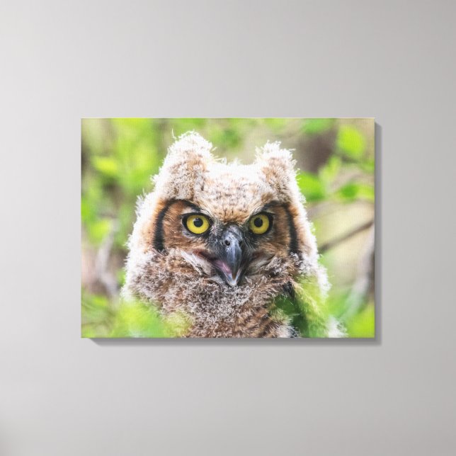 Great Horned Owl Canvas Print (Front)