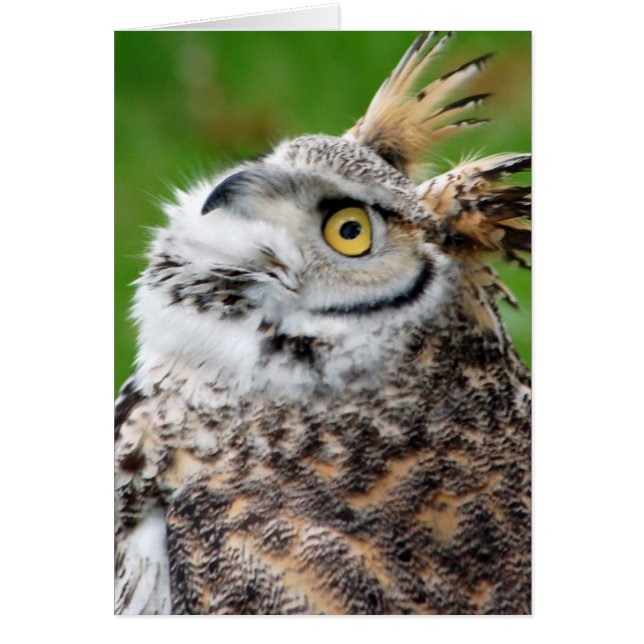 Great Horned Owl Card (Front)