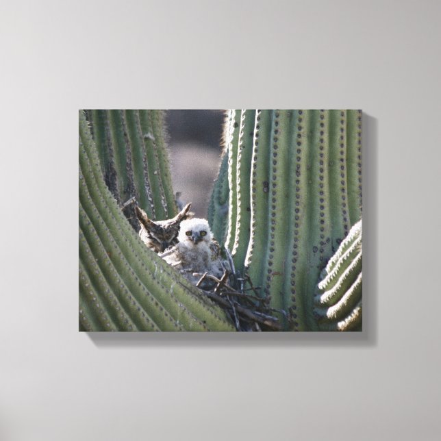 Great Horned Owl Chick Canvas Print (Front)